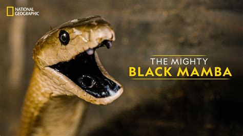 Black Mamba Ang Natikman Ni Bamba .